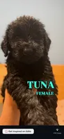 Tuna , a female Giant Schnauzer for sale in Hawthorne, NJ – 1 of 1