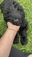 Tuna , a female Giant Schnauzer for sale in Hawthorne, NJ – 2 of 7
