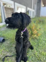 Mouse , a female Giant Schnauzer for sale in Hawthorne, NJ – 2 of 4