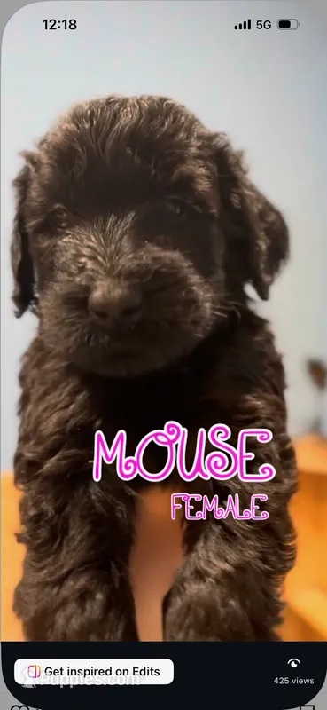 Mouse  – Giant Schnauzer puppy for sale in Hawthorne, NJ