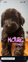 Mouse , a female Giant Schnauzer for sale in Hawthorne, NJ – 1 of 5