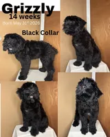 Grizzly , a female Giant Schnauzer for sale in Hawthorne, NJ – 4 of 7
