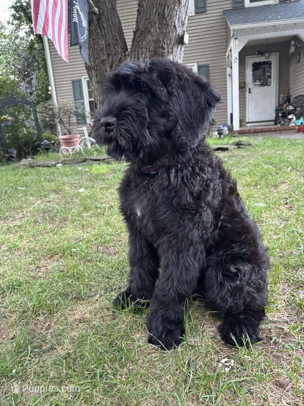 Grizzly  – Giant Schnauzer puppy for sale in Hawthorne, NJ