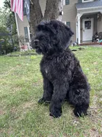Grizzly , a female Giant Schnauzer for sale in Hawthorne, NJ – 1 of 7