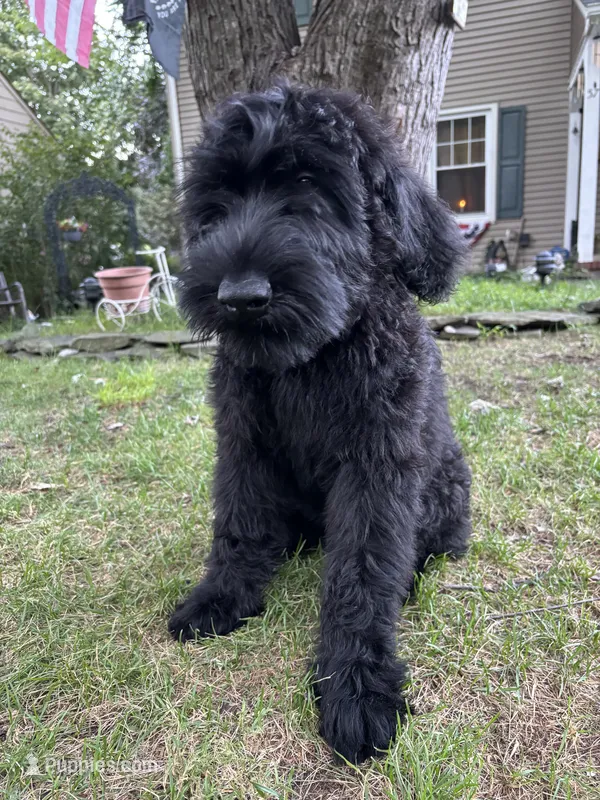 Mouse  – Giant Schnauzer puppy for sale in Hawthorne, NJ