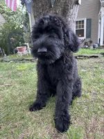 Mouse , a female Giant Schnauzer for sale in Hawthorne, NJ – 1 of 7