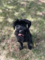 Grizzly , a female Giant Schnauzer for sale in Hawthorne, NJ – 4 of 5
