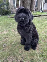 Grizzly , a female Giant Schnauzer for sale in Hawthorne, NJ – 5 of 7