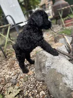 Mouse , a female Giant Schnauzer for sale in Hawthorne, NJ – 5 of 5