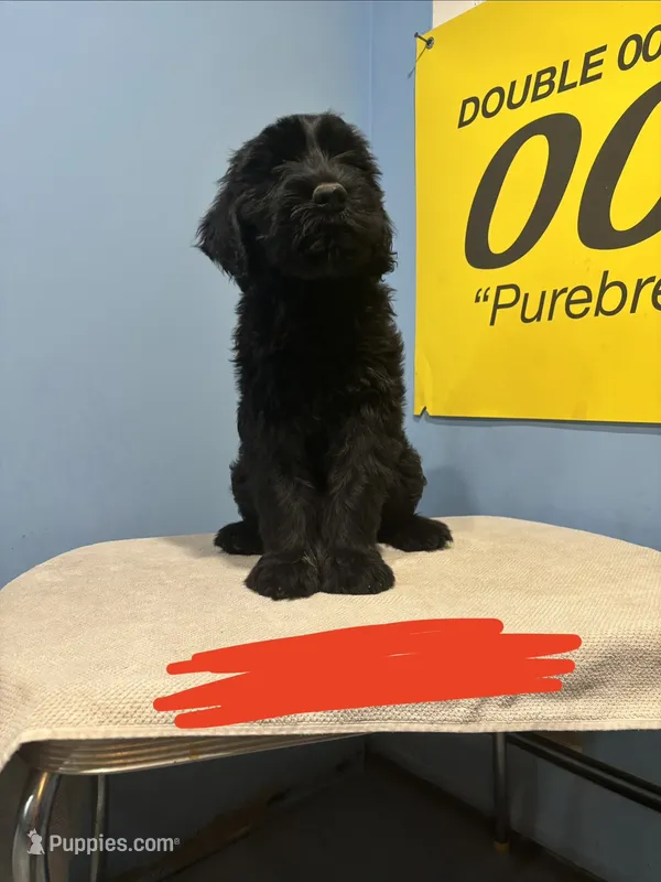 Beaver  – Giant Schnauzer puppy for sale in Hawthorne, NJ