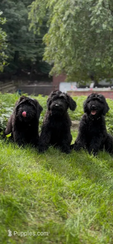 Mouse  – Giant Schnauzer puppy for sale in Hawthorne, NJ