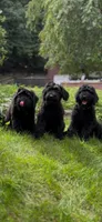 Mouse , a female Giant Schnauzer for sale in Hawthorne, NJ – 7 of 7