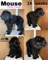 Mouse , a female Giant Schnauzer for sale in Hawthorne, NJ – 4 of 7