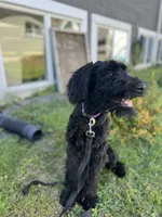 Mouse , a female Giant Schnauzer for sale in Hawthorne, NJ – 4 of 4