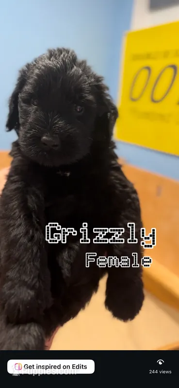 Grizzly – Giant Schnauzer puppy for sale in Hawthorne, NJ