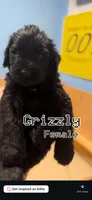 Grizzly, a female Giant Schnauzer for sale in Hawthorne, NJ – 1 of 5