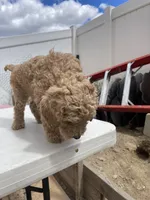 Dt, a female Poodle - Standard  for sale in San Jacinto, CA – Photo 2 of 8