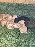 Dt, a female Poodle - Standard  for sale in San Jacinto, CA – Photo 3 of 8