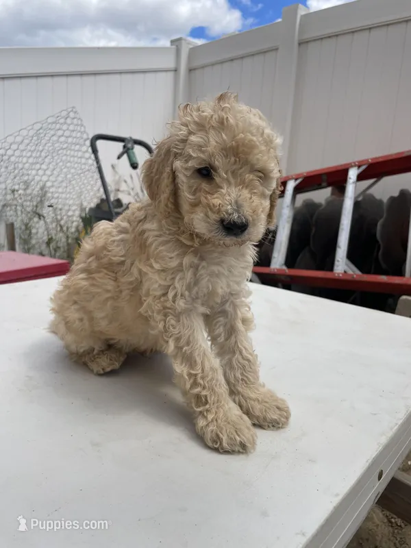 Dt – Poodle - Standard  puppy for sale in San Jacinto, CA