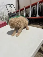 Dt, a female Poodle - Standard  for sale in San Jacinto, CA – Photo 4 of 8