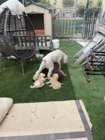 Dt, a female Poodle - Standard  for sale in San Jacinto, CA – Photo 7 of 8