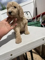 Dt, a female Poodle - Standard  for sale in San Jacinto, CA – Photo 5 of 8