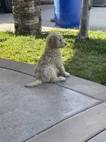 Dt, a male Poodle - Standard  for sale in San Jacinto, CA – 2 of 4