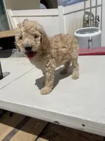 Dt, a male Poodle - Standard  for sale in San Jacinto, CA – 4 of 4