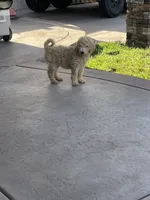 Dt, a male Poodle - Standard  for sale in San Jacinto, CA – 3 of 4
