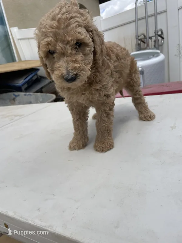 Dt – Poodle - Standard  puppy for sale in San Jacinto, CA