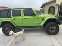 Dt, a female Poodle - Standard  for sale in San Jacinto, CA – Photo 2 of 3