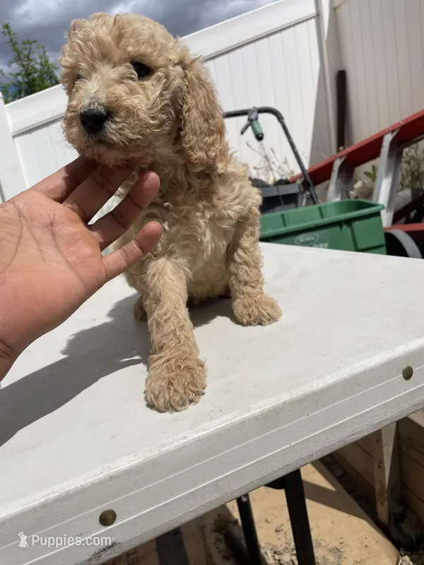 Dt – Poodle - Standard  puppy for sale in San Jacinto, CA