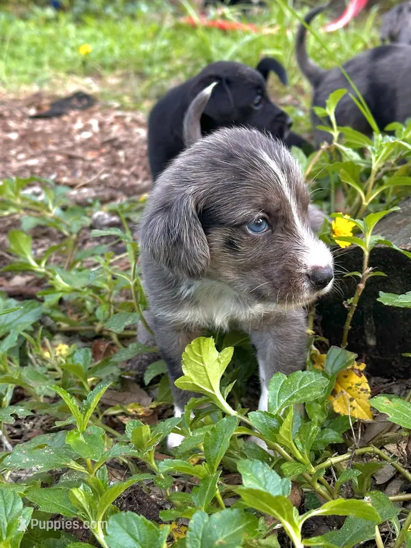 Twilight  – Miniature Schnauzer, Miniature Australian Shepherd puppy for sale in Auburndale, FL