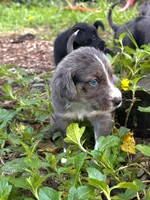 Twilight , a female Miniature Schnauzer and Miniature Australian Shepherd for sale in Auburndale, FL – 1 of 8