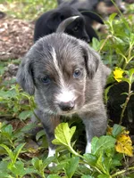 Twilight , a female Miniature Schnauzer and Miniature Australian Shepherd for sale in Auburndale, FL – 3 of 8