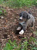 Twilight , a female Miniature Schnauzer and Miniature Australian Shepherd for sale in Auburndale, FL – 4 of 8