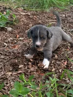 Twilight , a female Miniature Schnauzer and Miniature Australian Shepherd for sale in Auburndale, FL – 5 of 8