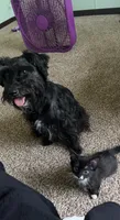 Twilight , a female Miniature Schnauzer and Miniature Australian Shepherd for sale in Auburndale, FL – 8 of 8