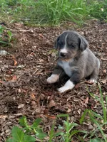 Twilight , a female Miniature Schnauzer and Miniature Australian Shepherd for sale in Auburndale, FL – 6 of 8