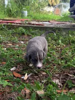 Twilight , a female Miniature Schnauzer and Miniature Australian Shepherd for sale in Auburndale, FL – 2 of 8