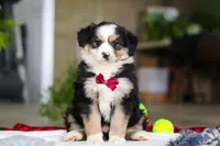 Tucker, a male Australian Shepherd for sale in Baltic, OH – Photo 1 of 7