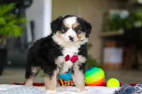 Tucker, a male Australian Shepherd for sale in Baltic, OH – Photo 7 of 7