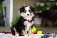 Tucker, a male Australian Shepherd for sale in Baltic, OH – Photo 2 of 7