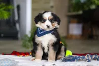 Tucker, a male Australian Shepherd for sale in Baltic, OH – Photo 6 of 7