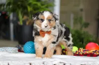 Freckles, a male Australian Shepherd for sale in Baltic, OH – Photo 5 of 7