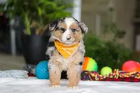 Freckles, a male Australian Shepherd for sale in Baltic, OH – Photo 6 of 7