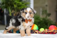 Freckles, a male Australian Shepherd for sale in Baltic, OH – Photo 7 of 7