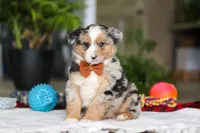 Freckles, a male Australian Shepherd for sale in Baltic, OH – Photo 1 of 7