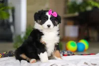 Moxy, a female Australian Shepherd for sale in Baltic, OH – Photo 2 of 5