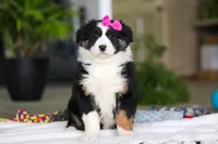 Moxy, a female Australian Shepherd for sale in Baltic, OH – Photo 1 of 5